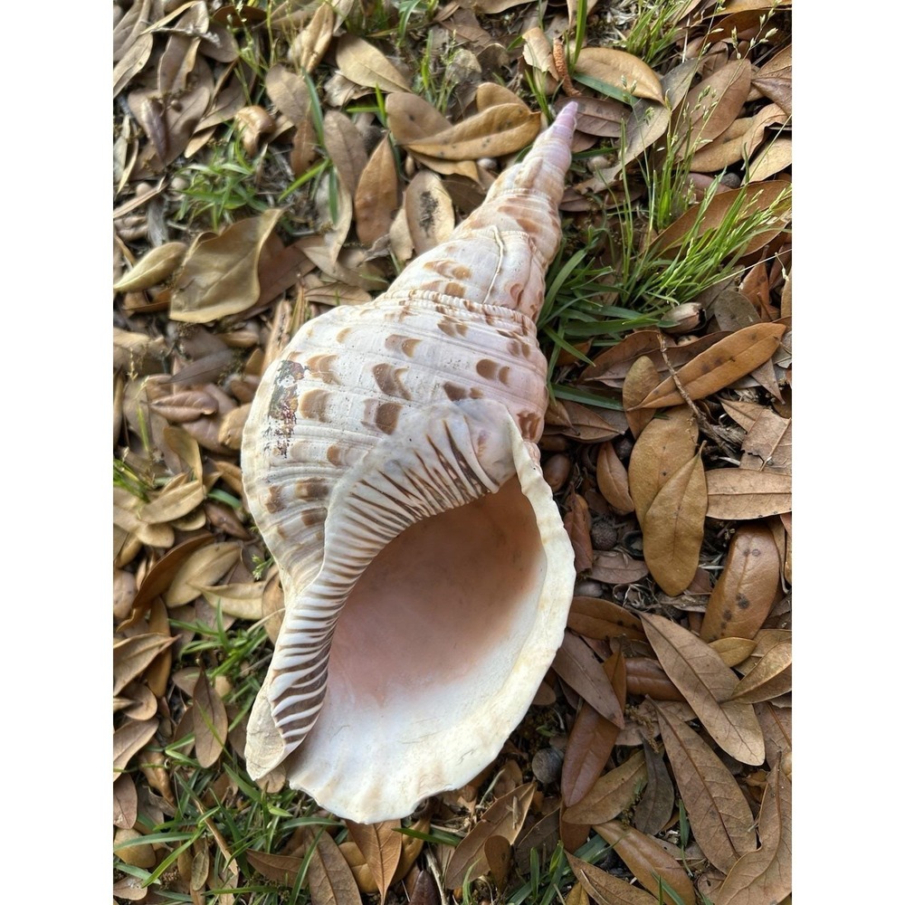 Large Triton Trumpet Charonia Tritonis Conch Sea Shell 11" - Picture 4 of 5